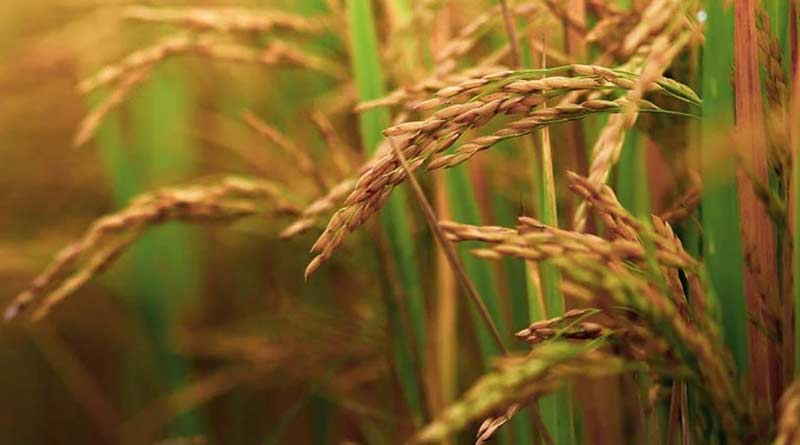 चावल की संकर किस्म इंदम 200-022 (आईईटी 20710)