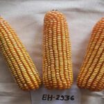 उदयपुर कृषि विश्वविद्यालय ने मक्का की नई किस्में विकसित की