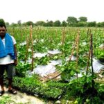 छत्तीसगढ़ के किसान सब्जी से कमा रहे लाखों में मुनाफा