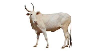 जानिए खिलारी गाय की विशेषतांए, उत्पत्ति व उपयोग