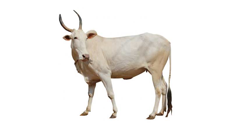 जानिए खिलारी गाय की विशेषतांए, उत्पत्ति व उपयोग