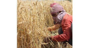 बीजेपी की जीत से किसानों का फ़ायदा, मिलेगा गेहूं और धान पर अतिरिक्त समर्थन मूल्य
