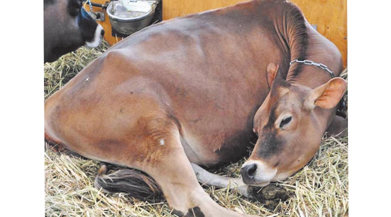 समस्या : दुग्ध ज्वर के आम लक्षण क्या हैं?