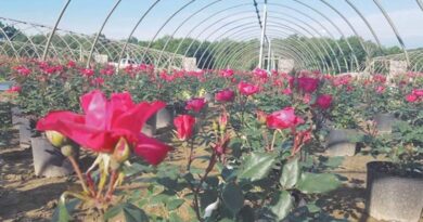 समस्या : पॉली हाउस में गुलाब की खेती के बारे में जानकारी दें?