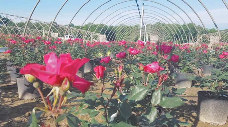 समस्या : पॉली हाउस में गुलाब की खेती के बारे में जानकारी दें?