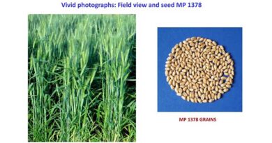 जबलपुर कृषि विवि द्वारा प्रचुर पोषक तत्वो वाली गेहूं की उन्नत किस्म एम.पी. 1378 विकसित