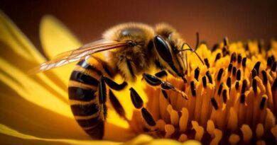 मधुमक्खियों की घटती संख्या कृषि के लिए समस्या