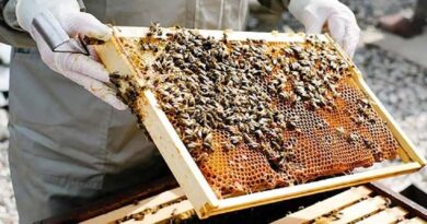 मधुमक्खी पालन से बुंदेलखंड के उद्यमी व किसानों की आय हुई दोगुनी, जानिए इस व्यवसाय से कितना हो रहा मुनाफा 