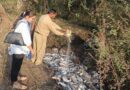 इंदौर में मत्स्य विभाग ने 6 क्विंटल थाईलैंड मांगुर मछली नष्ट की  