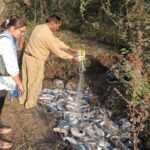 इंदौर में मत्स्य विभाग ने 6 क्विंटल थाईलैंड मांगुर मछली नष्ट की  