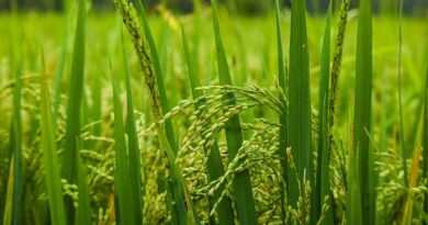 भारत में बासमती चावल की 45 अधिसूचित किस्में