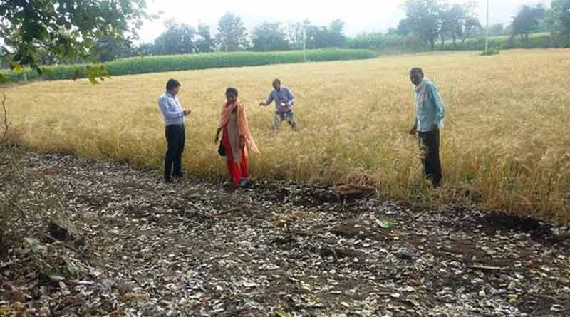 बुरहानपुर जिले में राजस्व अधिकारियों ने लिया फसल नुकसानी का जायजा