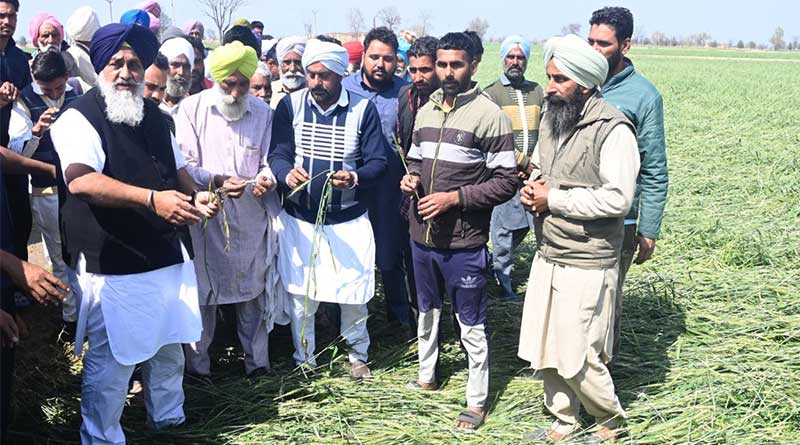 हरियाणा में ओलावृष्टि से फसल को नुकसान; किसान सभा द्वारा 50 हजार रुपये एकड़ मुआवजे की मांग