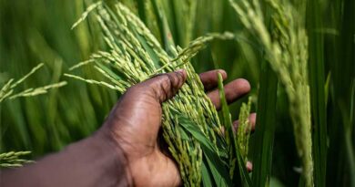 जीरो बजट खेती करने से खाद्यान्न उत्पादन में हो सकता है गिरावट