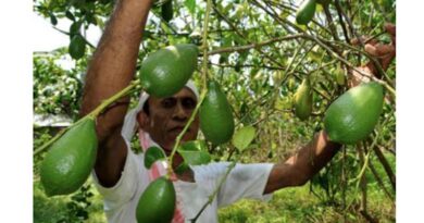 असम द्वारा काजी नेमू को राज्य फल घोषित किए जाने से कीमतों में भारी बढ़ोतरी
