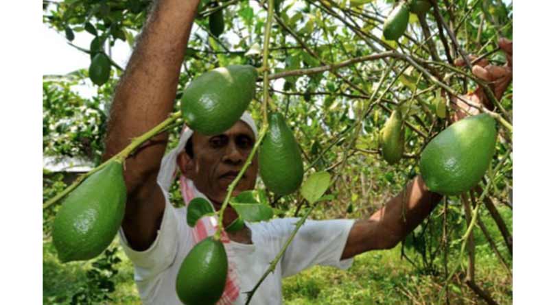 असम द्वारा काजी नेमू को राज्य फल घोषित किए जाने से कीमतों में भारी बढ़ोतरी