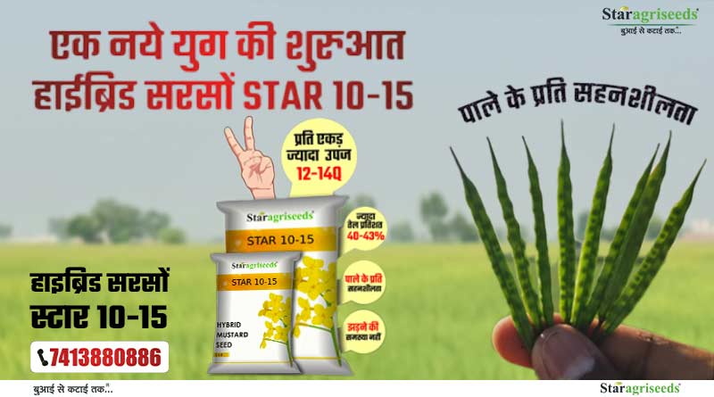 सरसों की उच्च उपज देने वाली किस्म स्टार 10-15; किसानों के प्रचलित 