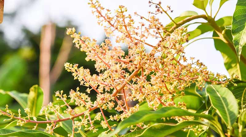 आम के फूलों पर कीटनाशक एवं कृषि रसायनों के प्रयोग से बचें किसान : अनुपम सिंह