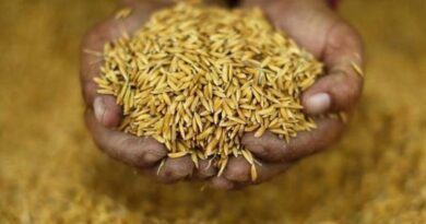बासमती चावल ने तोड़ा निर्यात का रिकॉर्ड, और बढ़ सकता है एक्सपोर्ट