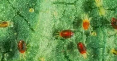 क्या फसलों में लाल मकड़ी के अलावा कुछ मित्र मकडिय़ां भी होती हैं, जो कीटों को खाकर फसलों को क्षति से बचाती हैं |