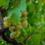 साल भर की फसल: तमिलनाडु में कम्बम घाटी के पनीर थिराचाई अंगूर की चमक