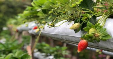 स्ट्रॉबेरी क्रांति: बिहार ने स्ट्रॉबेरी की महँगी किस्मों की लाभदायक खेती को अपनाया