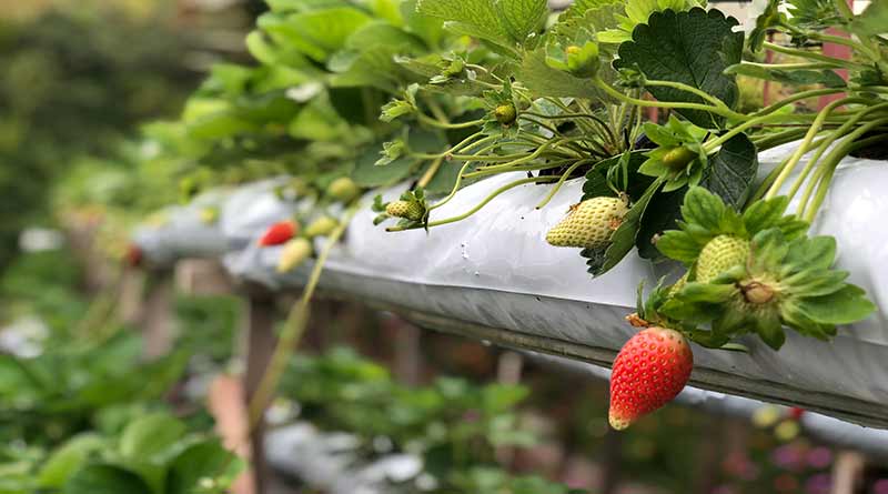 स्ट्रॉबेरी क्रांति: बिहार ने स्ट्रॉबेरी की महँगी किस्मों की लाभदायक खेती को अपनाया