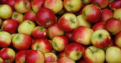 गिरती कीमतें कश्मीर में सेब उत्पादकों के लिए खतरे की घंटी