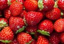 गर्म इलाके में ठंडे प्रदेश की फसल स्ट्रॉबेरी का लिया उत्पादन