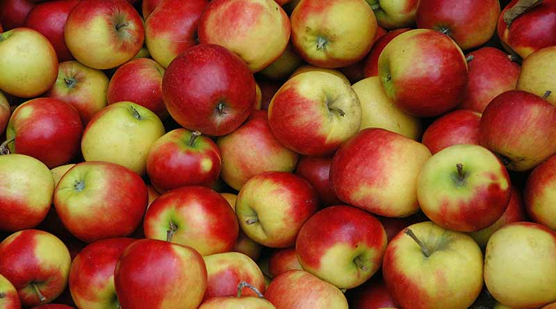 गिरती कीमतें कश्मीर में सेब उत्पादकों के लिए खतरे की घंटी