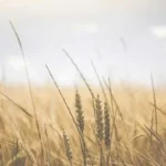 मध्य प्रदेश के शरबती गेहूं को मई में मिले सबसे अधिक दाम ; जैविक गेहू छठें स्थान पर