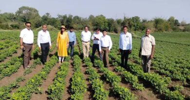 जबलपुर में जायद की फसलों का रकबा हुआ दोगुना