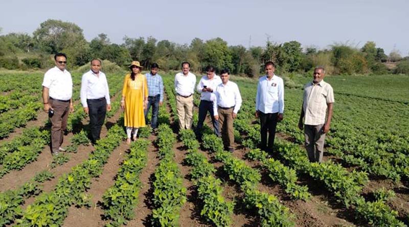 जबलपुर में जायद की फसलों का रकबा हुआ दोगुना