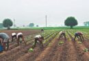 कृषि चुनौतियों से निपटने के लिए किसान मजदूर आयोग (केएमसी) का गठन