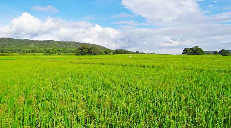 धान की सीधी बिजाई से पैदावार में होगी बढ़ोतरी , जानिए कैसे