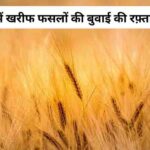भारत में खरीफ फसलों की बुवाई की रफ़्तार बड़ी