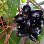 गुणकारी जामुन की खेती के प्रति जागृति लाने की ज़रूरत