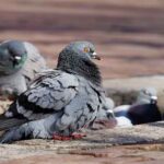 कबूतर और अन्य पक्षियों के लीद में मौजूद यीस्ट से जानवरों में होने वाले रोग