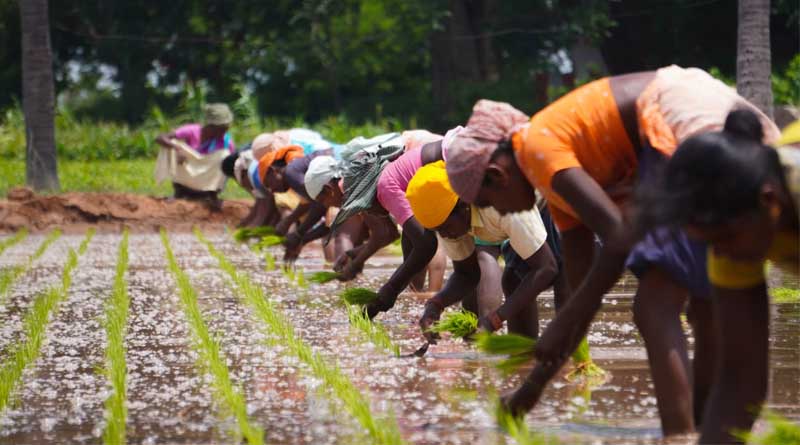 तिलहन और दलहन के समर्थन मूल्य में वृद्धि से बुवाई का रकबा 50 प्रतिशत से अधिक बढ़ा
