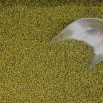 मध्य प्रदेश सरकार अब 12 क्विंटल प्रति हेक्टेयर मूंग खरीदेगी