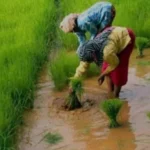 सीहोर जिले में फसलों में कीट, मक्खी और इल्ली का प्रकोप, नियंत्रित करना जरूरी