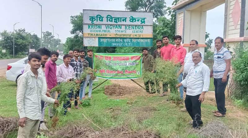 गाजर घास से बनाई जा सकती है कम्पोस्ट खाद