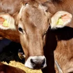 दूध उत्पादन बढ़ाने के लिए सरकार का नया मिशन: गोकुल मिशन और पशुधन स्वास्थ्य योजना के तहत कई कदम