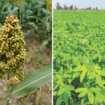 भारतीय कृषि अनुसंधान संस्थान द्वारा जारी मिलेट्स, चारा फसलों की नई किस्में