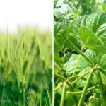 भारतीय कृषि अनुसंधान संस्थान द्वारा जारी रबी फसलों में गेहूं, जौ, मसूर, मटर, फावाबीन, मूंगबीन की नई किस्में