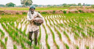 राजस्थान में उत्पादित एसएसपी का 70 % राज्य में ही आपूर्ति करने के निर्देश