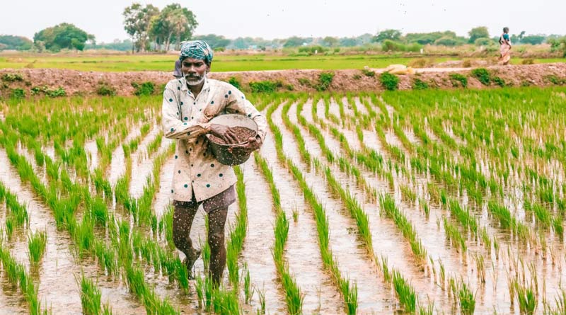 राजस्थान में उत्पादित एसएसपी का 70 % राज्य में ही आपूर्ति करने के निर्देश