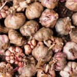 क्या किसान भाई लहसुन की खेती करना चाहते है, तो ध्यान दें जरा