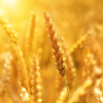 केंद्र सरकार ने गेहूं स्टॉक सीमा में किया संशोधन, व्यापारियों और विक्रेताओं पर कड़ी नजर