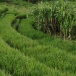 ICAR- भारतीय कृषि अनुसंधान परिषद ने लॉन्च की चारा फसलों की 07 नई किस्मे, जानिए उनकी खासियतें